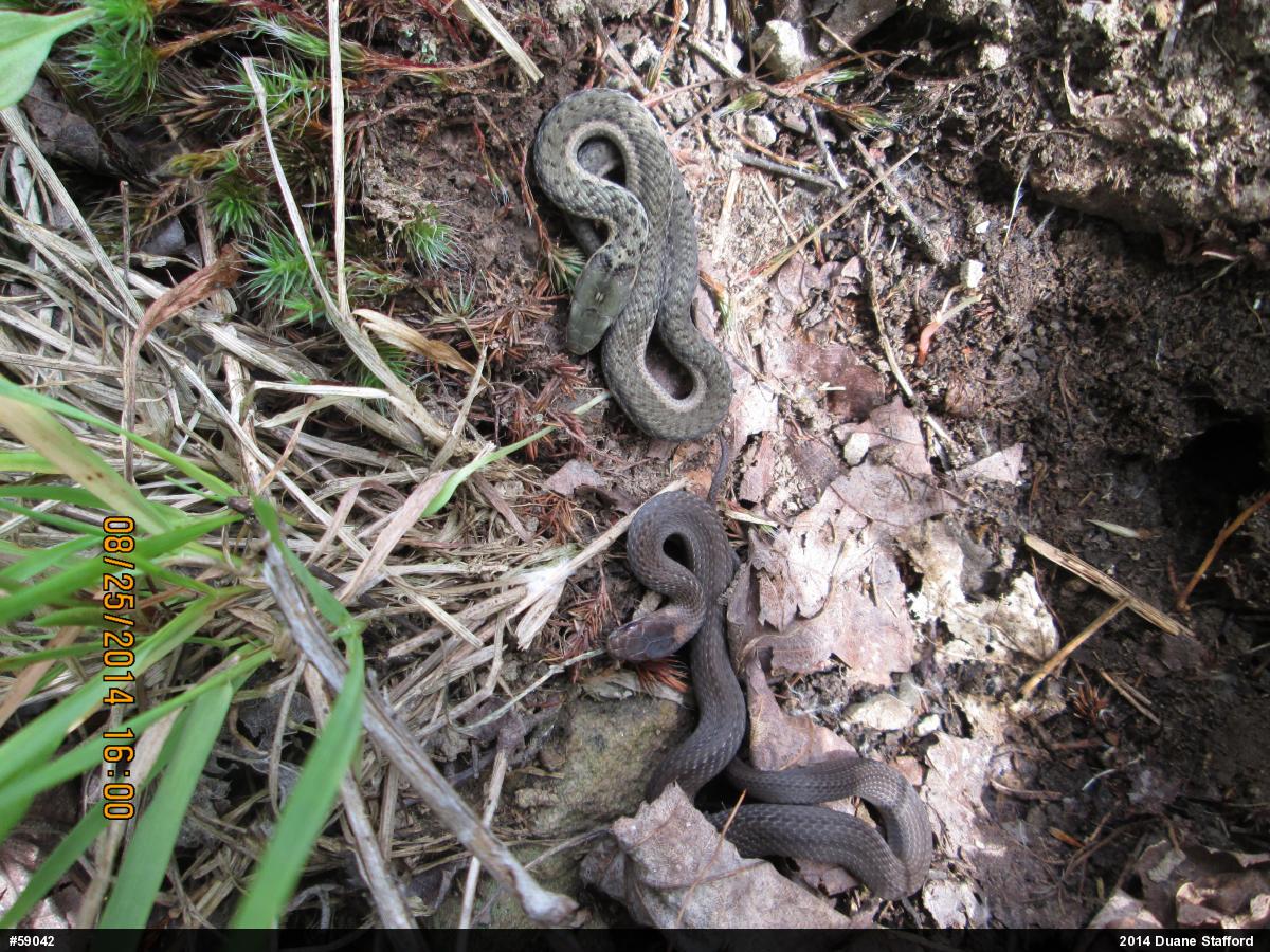 Eastern Gartersnake