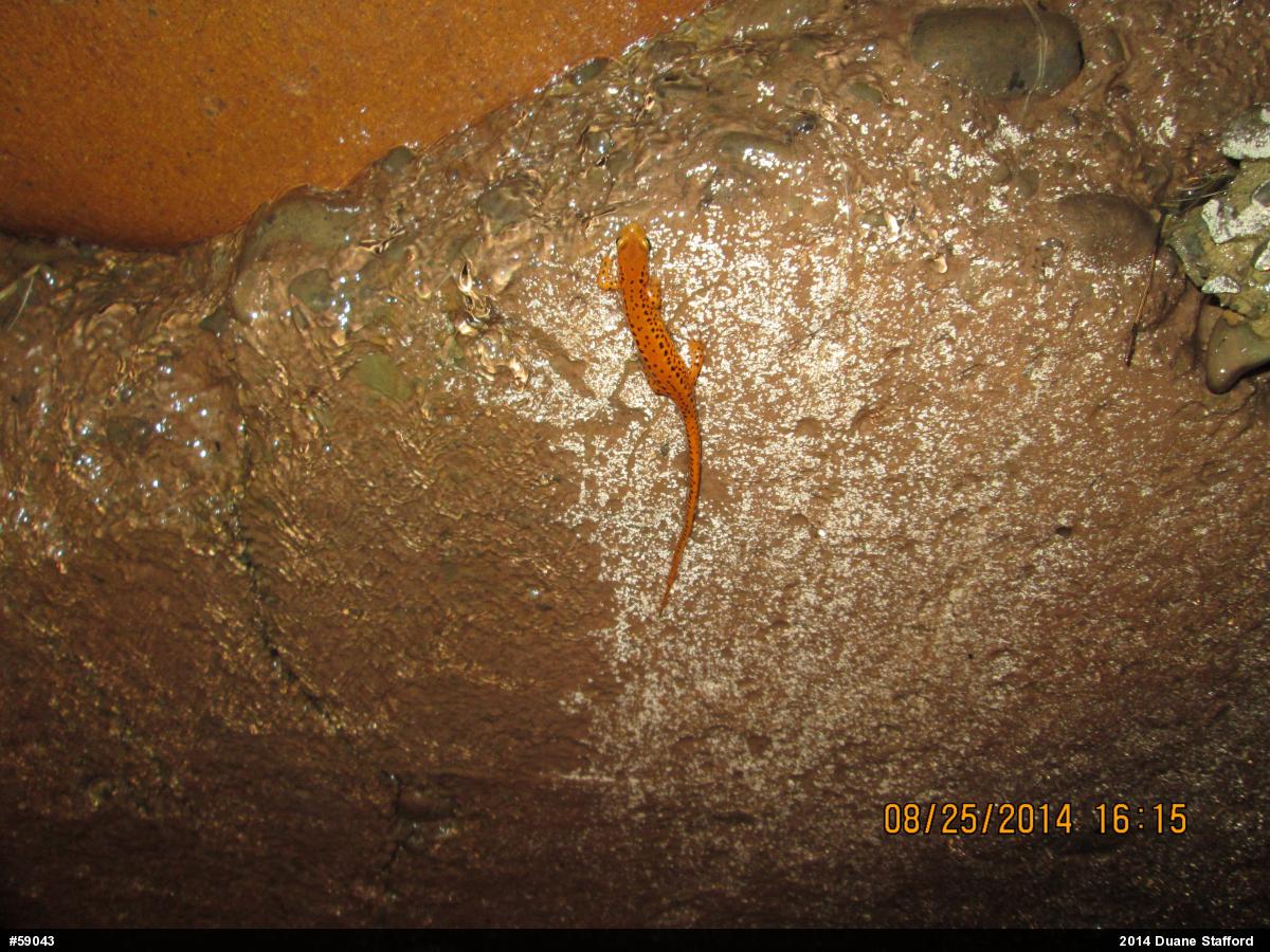 Eastern Long-tailed Salamander