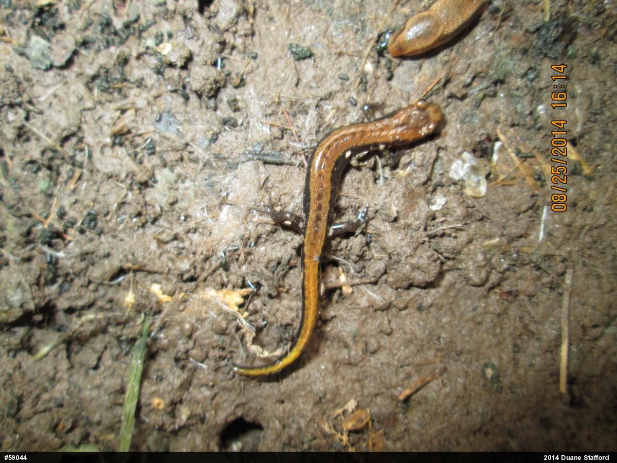 Allegheny Mountain Dusky Salamander