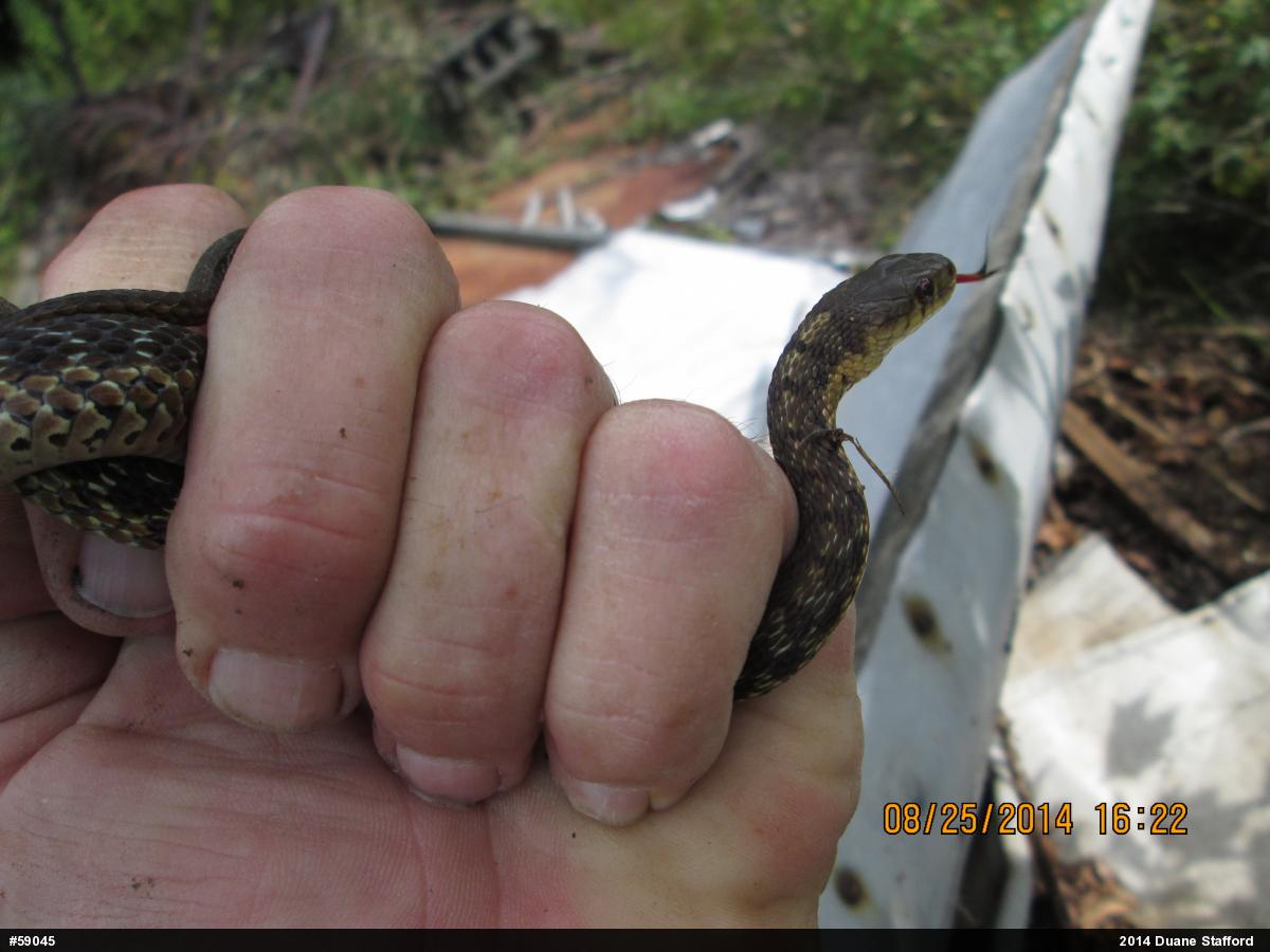 Eastern Gartersnake