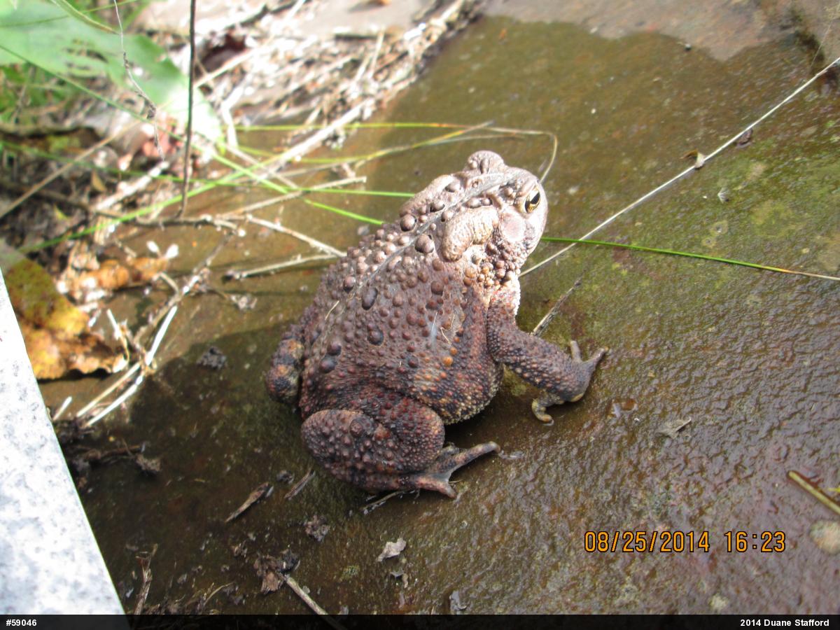 Eastern American Toad