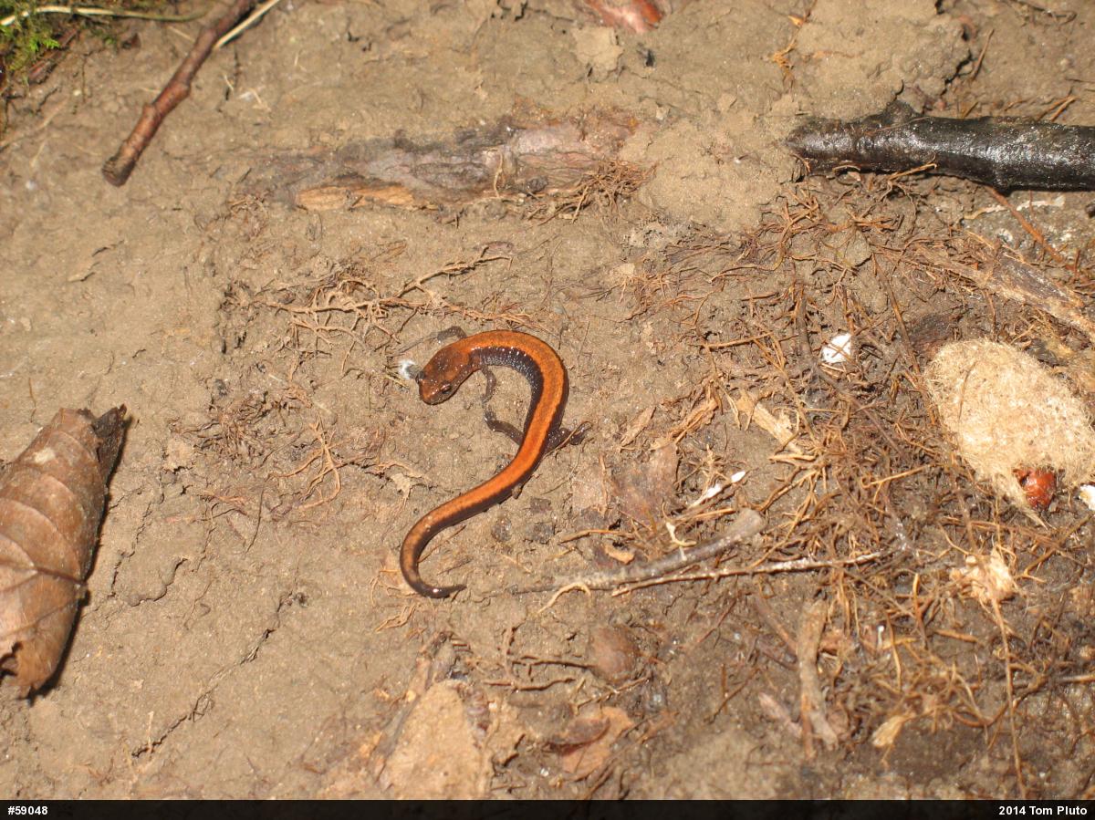 Eastern Red-backed  Salamander