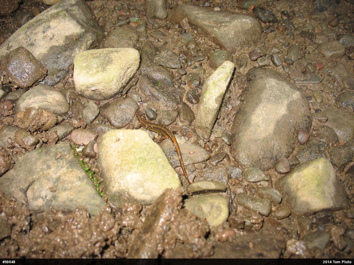 Northern Two-lined Salamander