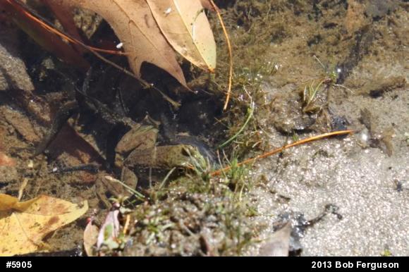 American Bullfrog