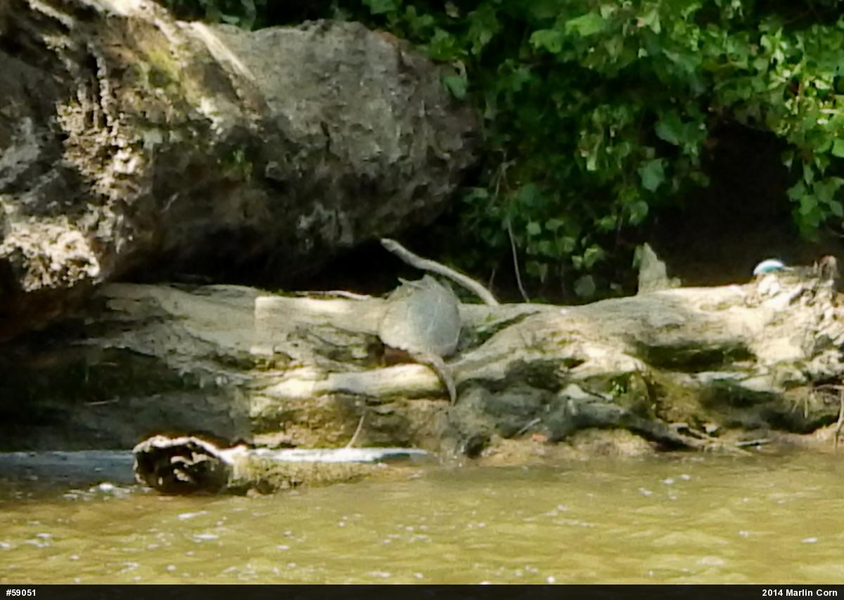 Snapping Turtle