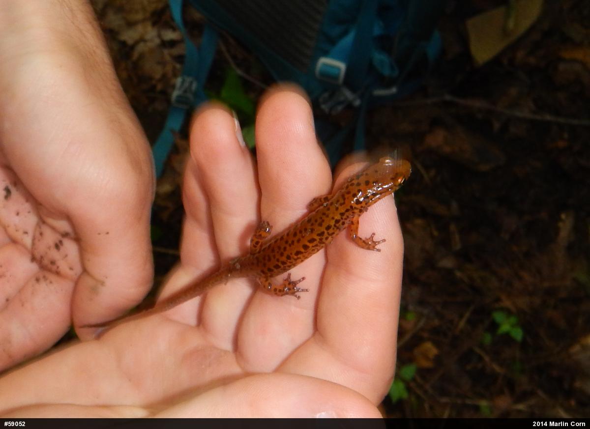 Eastern Long-tailed Salamander