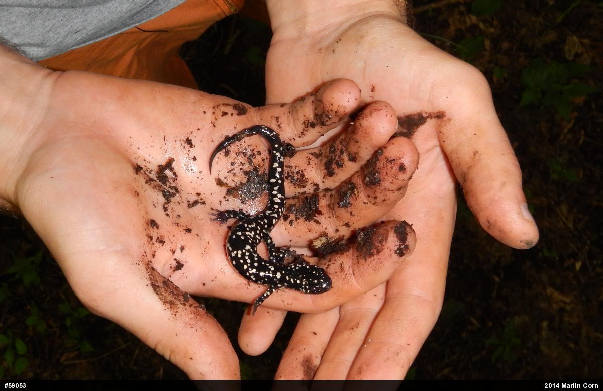 Northern Slimy Salamander