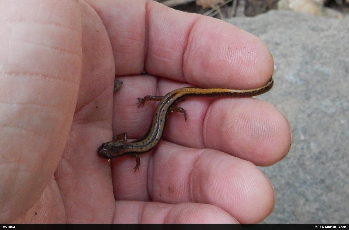 Northern Two-lined Salamander