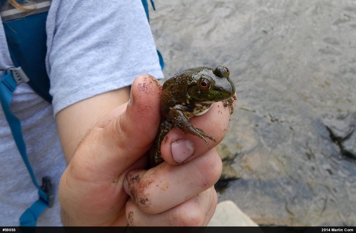 American Bullfrog