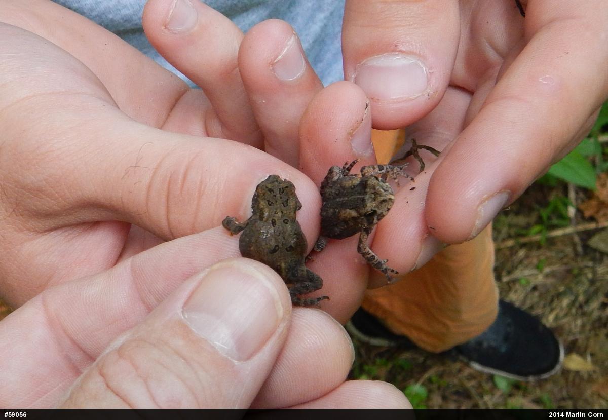 Eastern American Toad