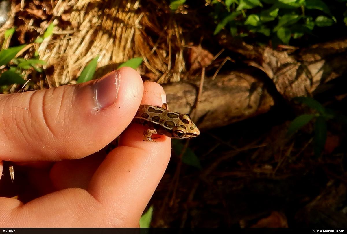 Pickerel Frog