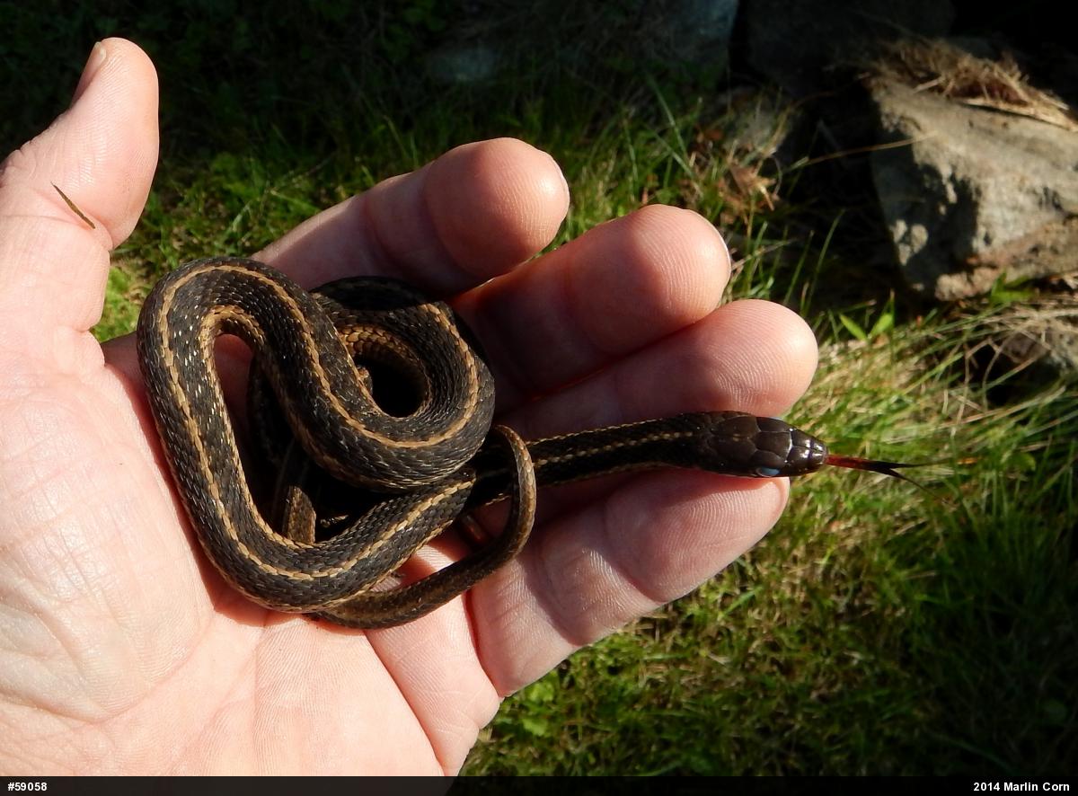 Eastern Gartersnake