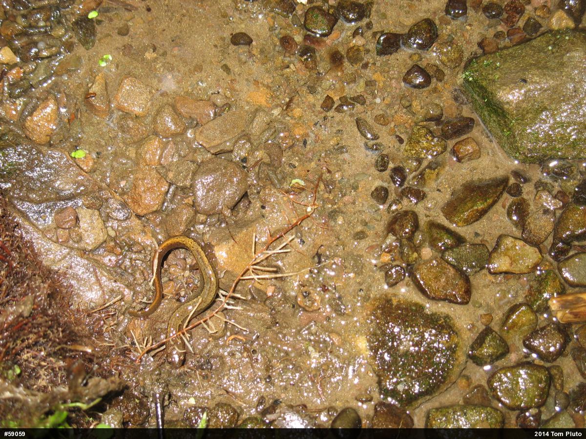 Northern Two-lined Salamander