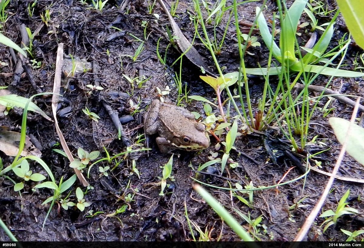 Green Frog