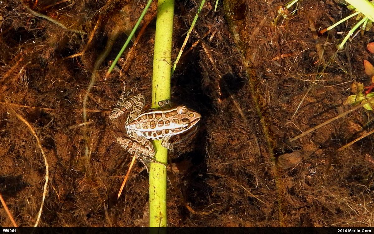 Pickerel Frog
