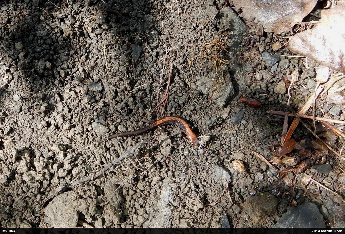 Eastern Red-backed  Salamander