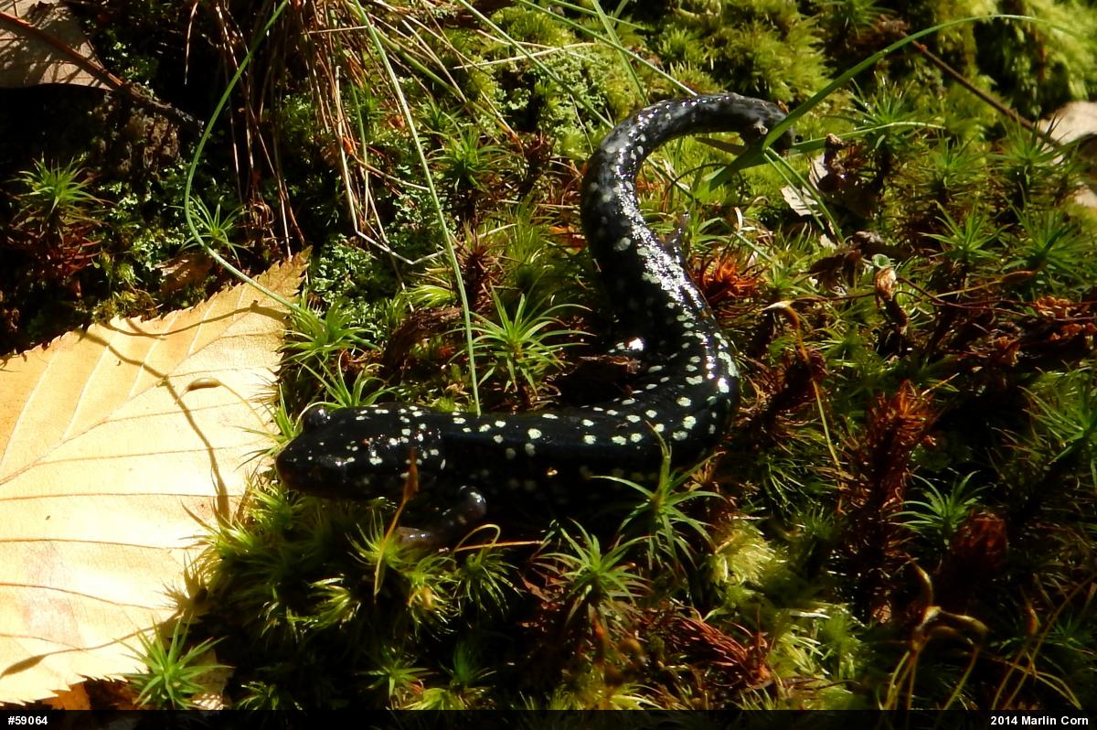 Northern Slimy Salamander