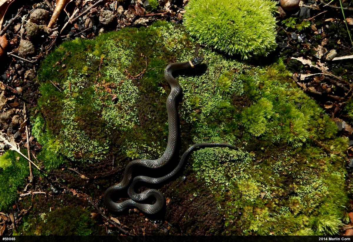Northern Ring-necked Snake