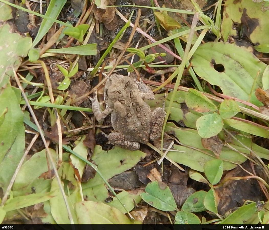 Eastern American Toad