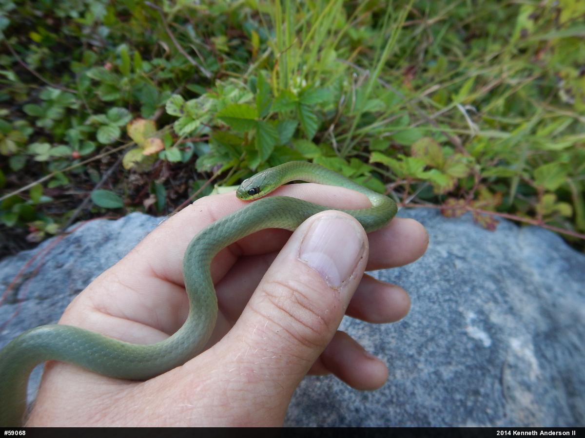Smooth Greensnake