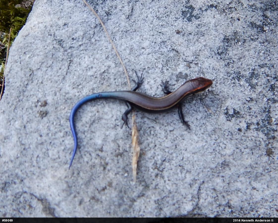 Northern Coal Skink
