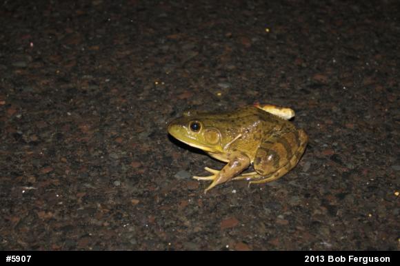 American Bullfrog