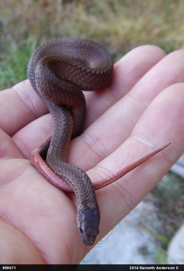 Red-bellied Snake