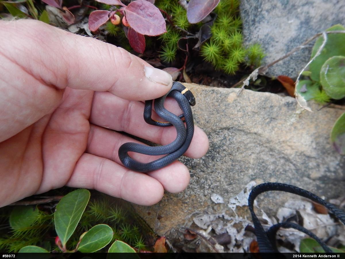 Northern Ring-necked Snake