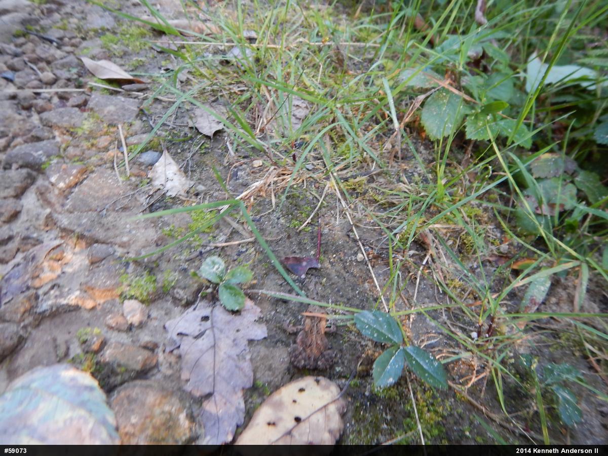 Eastern American Toad
