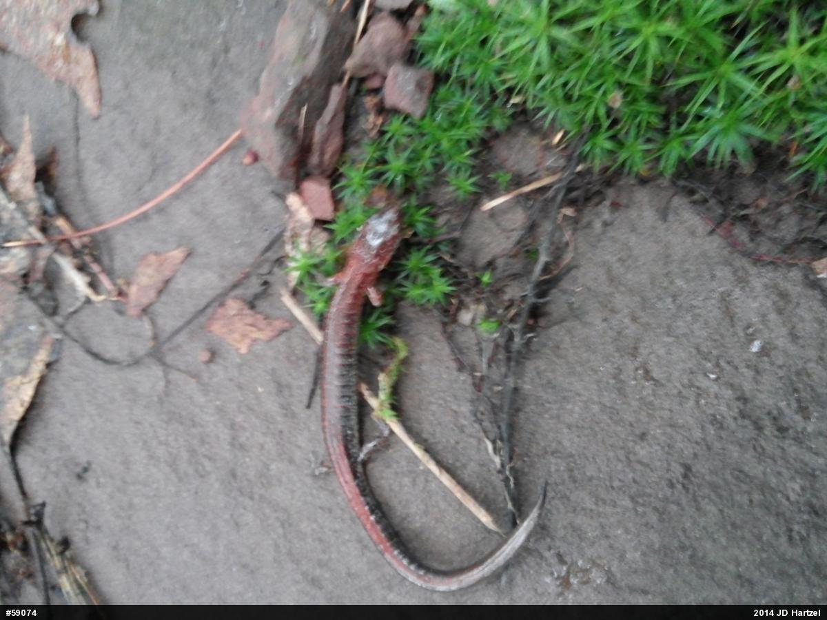 Eastern Red-backed  Salamander