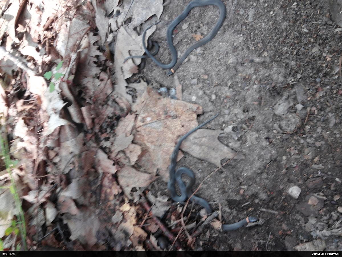 Northern Ring-necked Snake