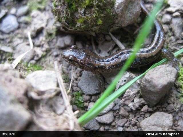 Allegheny Mountain Dusky Salamander
