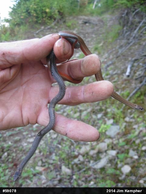 Red-bellied Snake