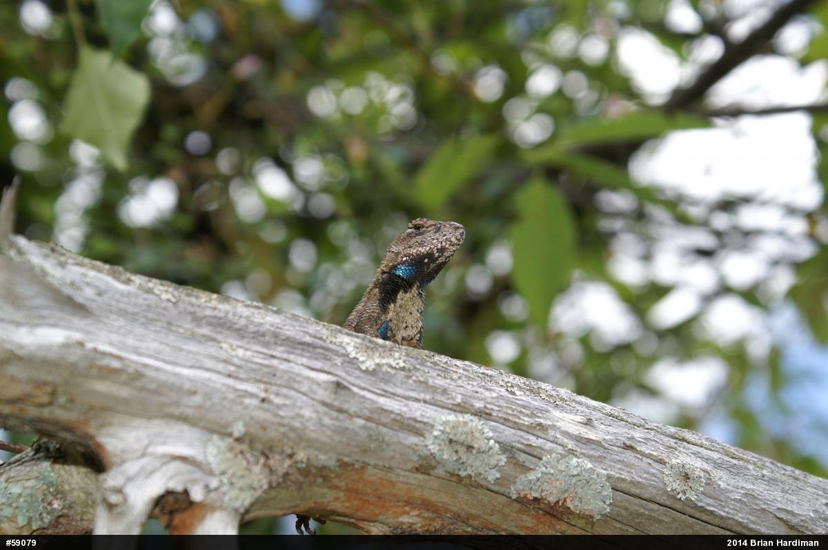 Eastern Fence Lizard