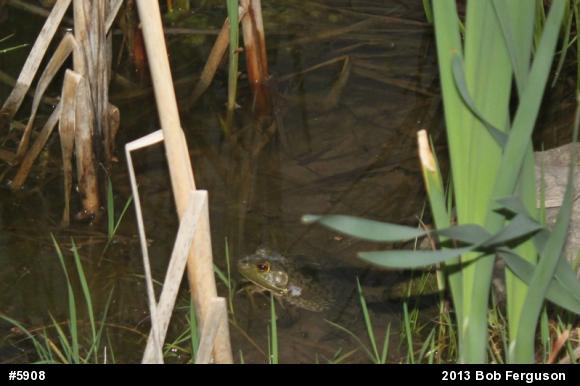 American Bullfrog