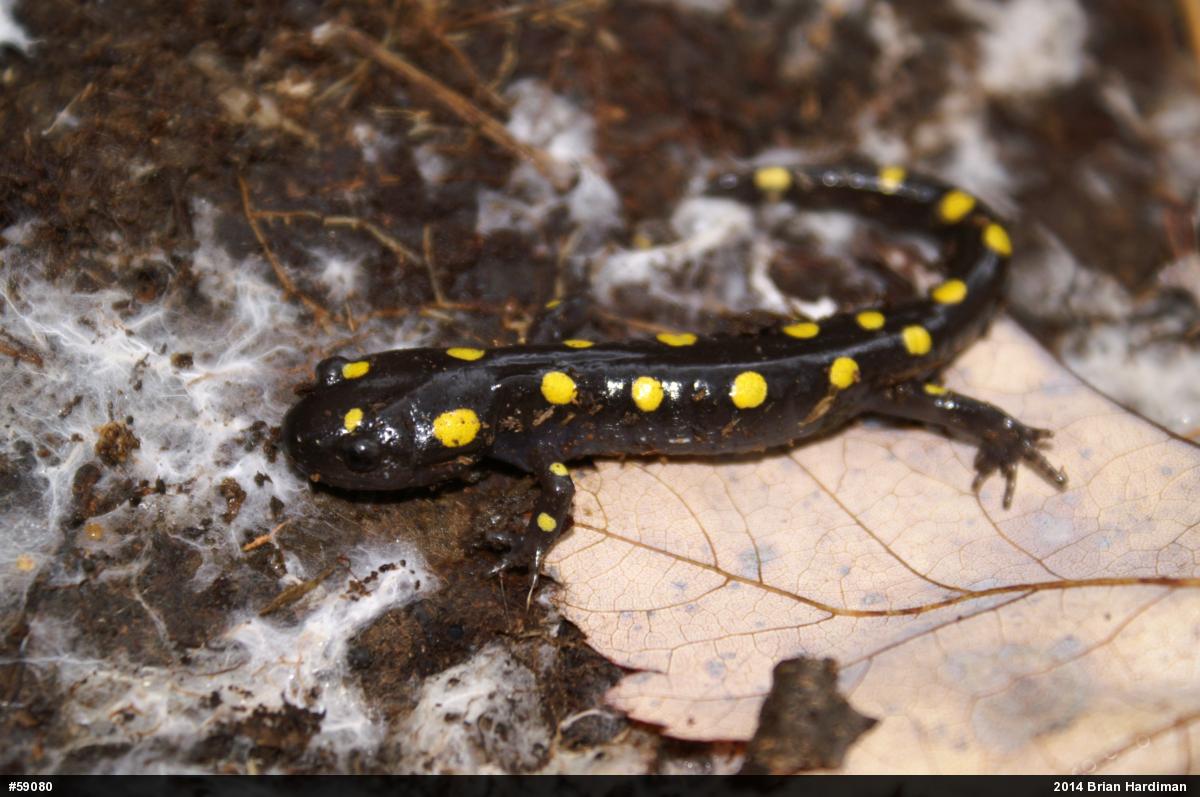 Spotted Salamander