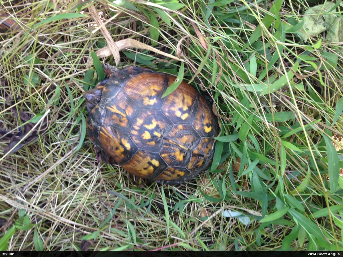 Eastern Box Turtle