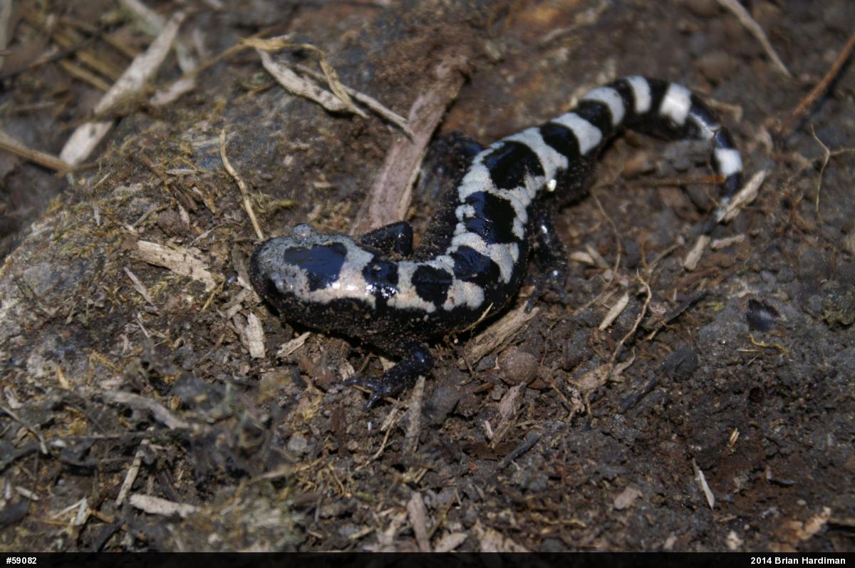 Marbled Salamander