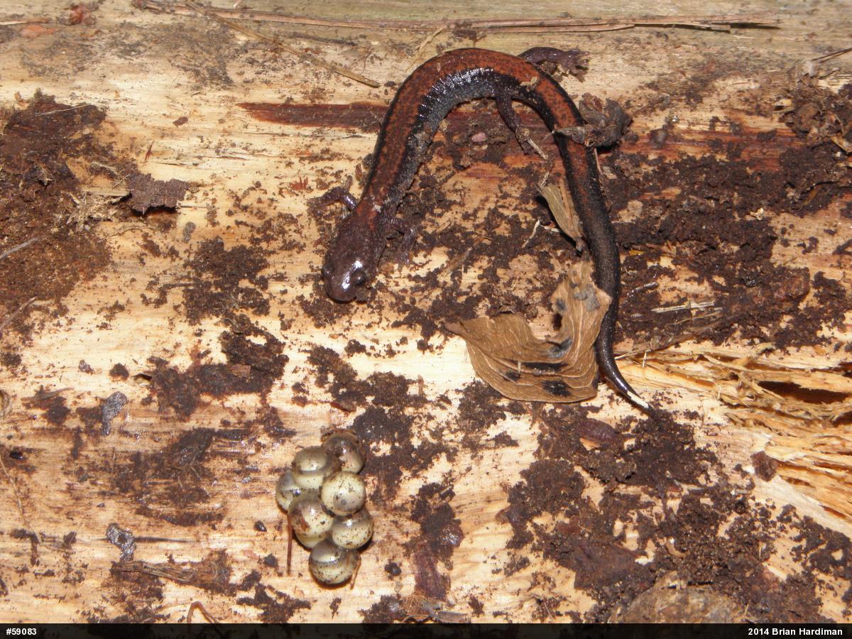 Eastern Red-backed  Salamander