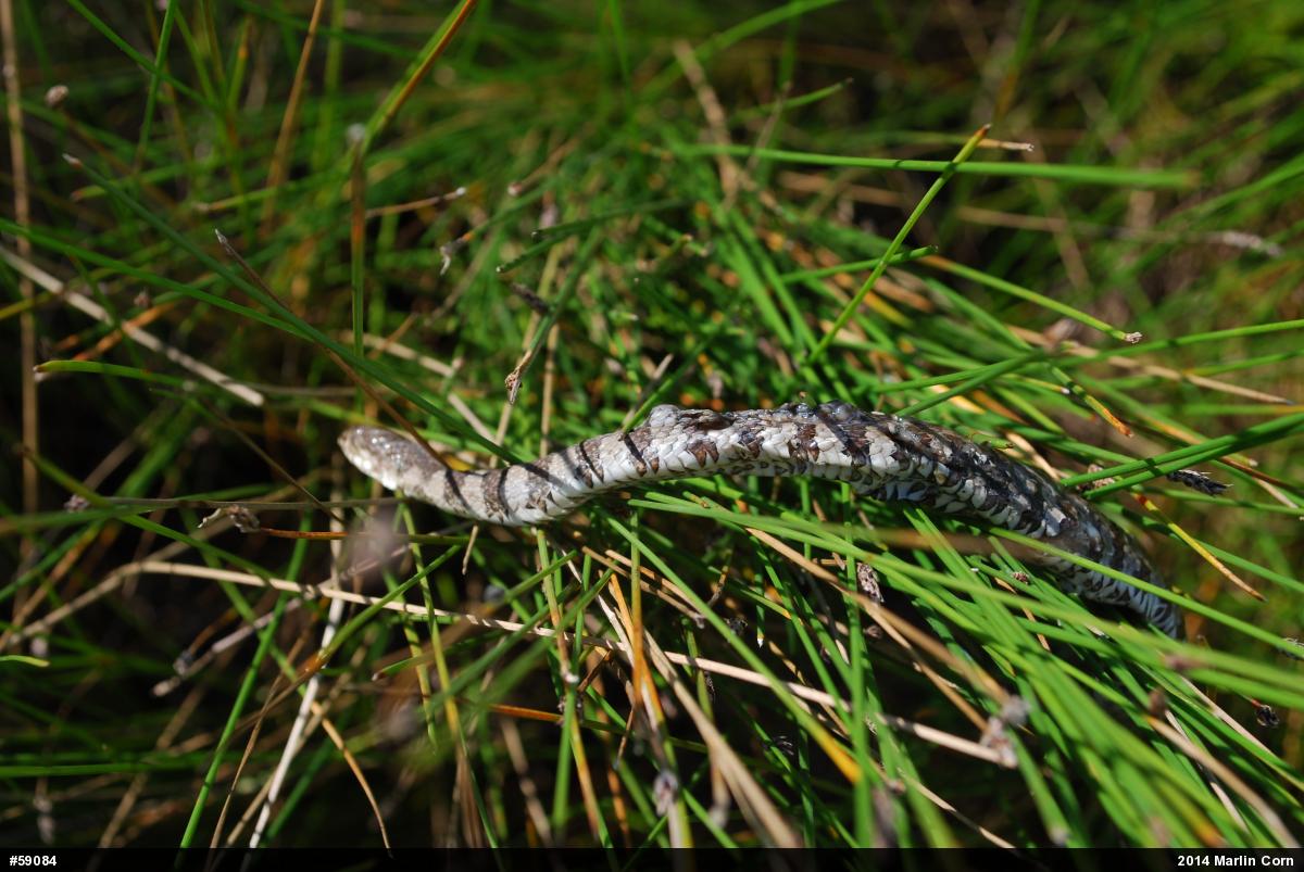 Northern Watersnake