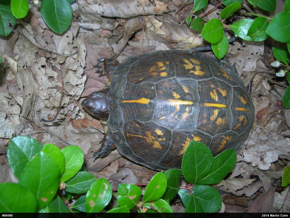 Eastern Box Turtle