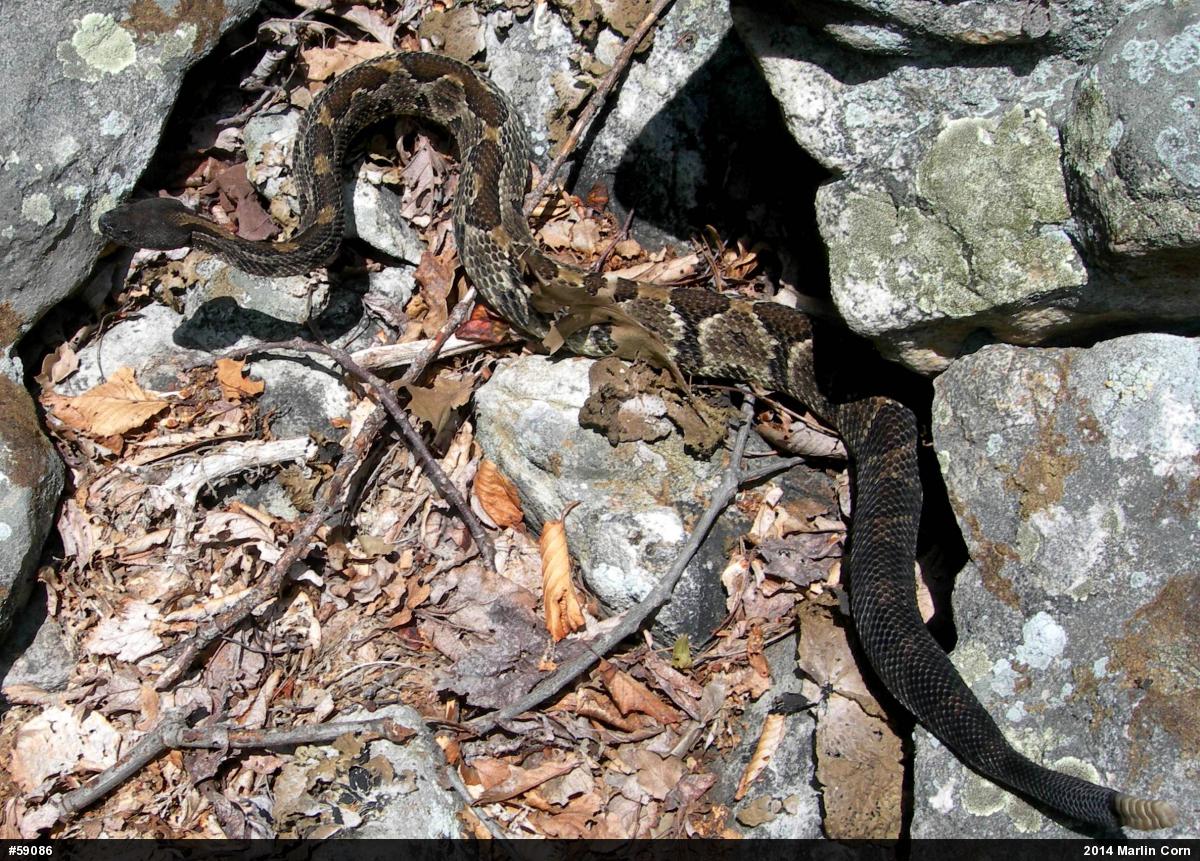 Timber Rattlesnake