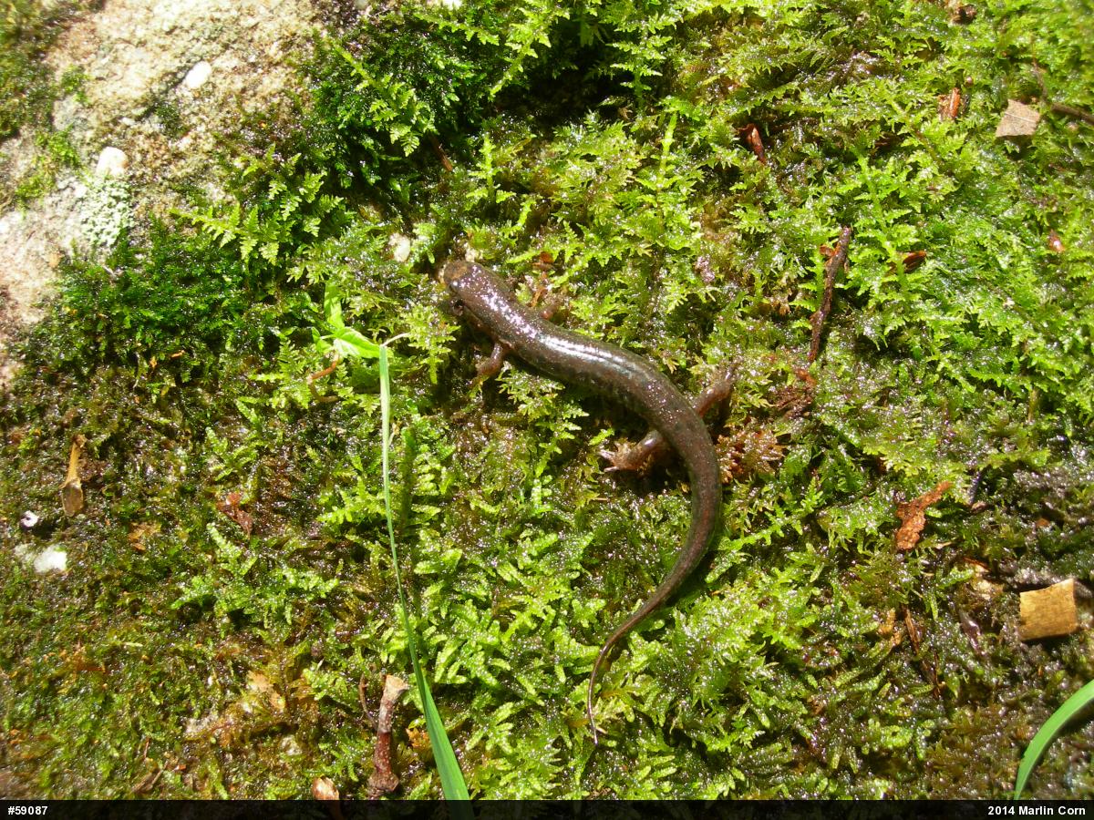 Northern Dusky Salamander