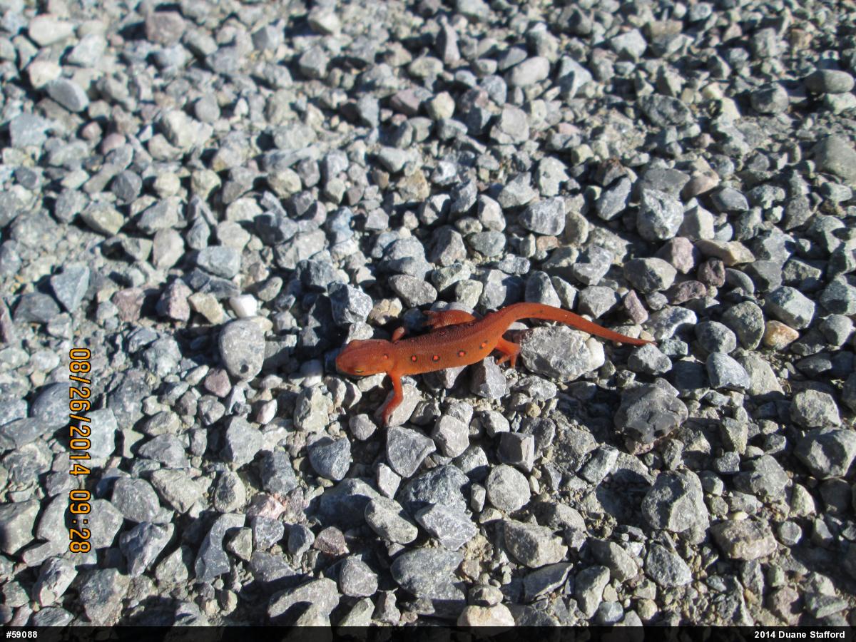 Red-spotted Newt