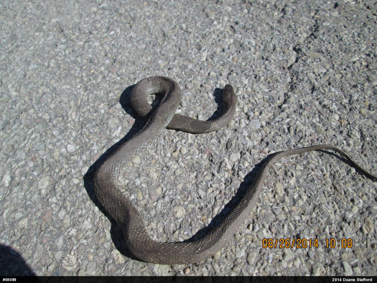 Northern Watersnake