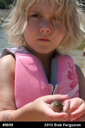 American Bullfrog