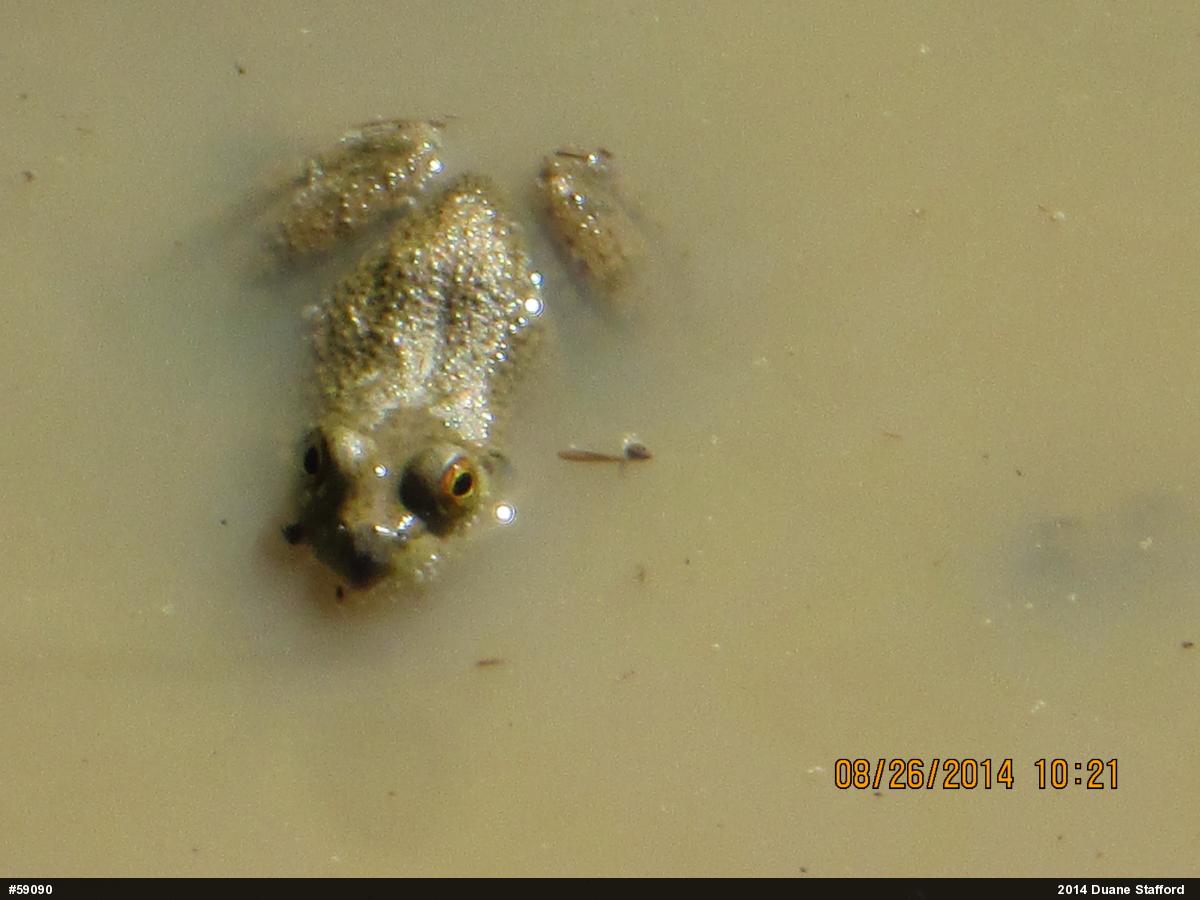 American Bullfrog