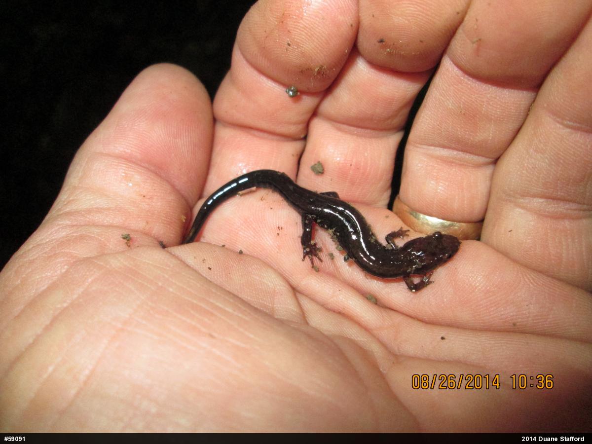 Allegheny Mountain Dusky Salamander