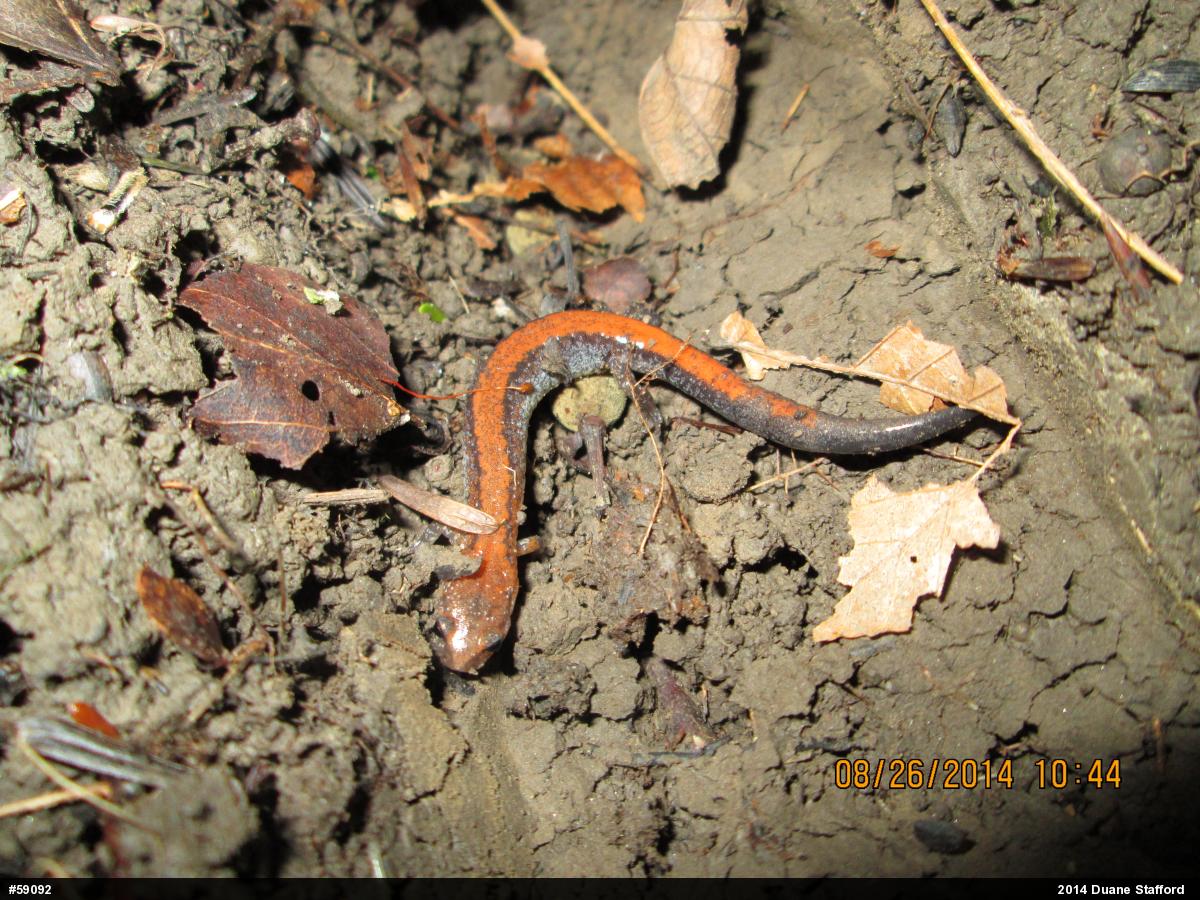 Eastern Red-backed  Salamander