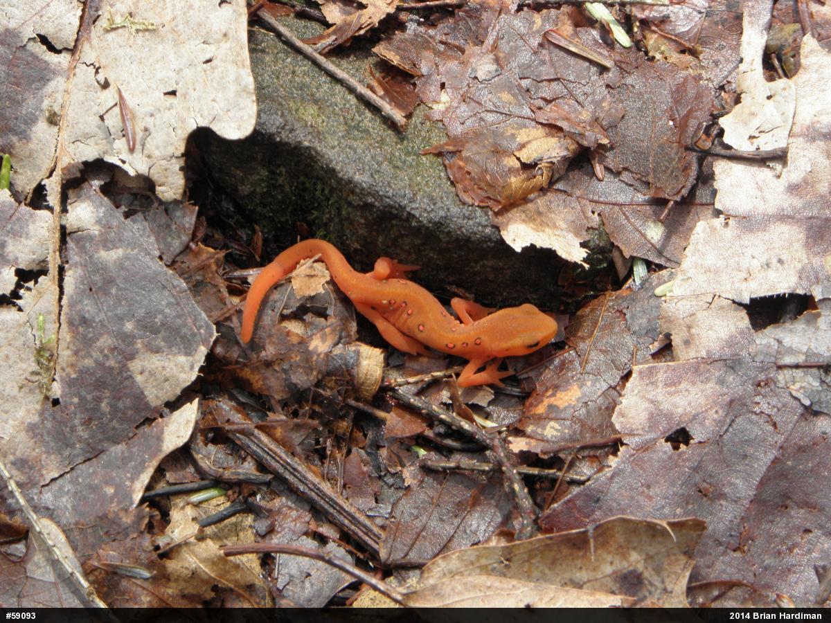 Red-spotted Newt